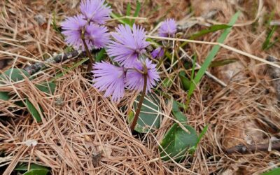 Retreat Rückverbindung „COLLIAZIUN“