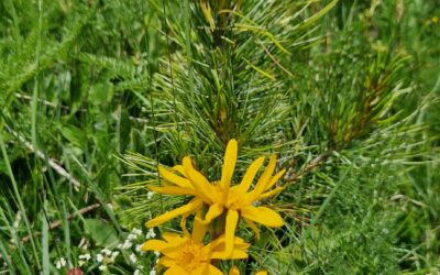 Coaching und energetische Transformation